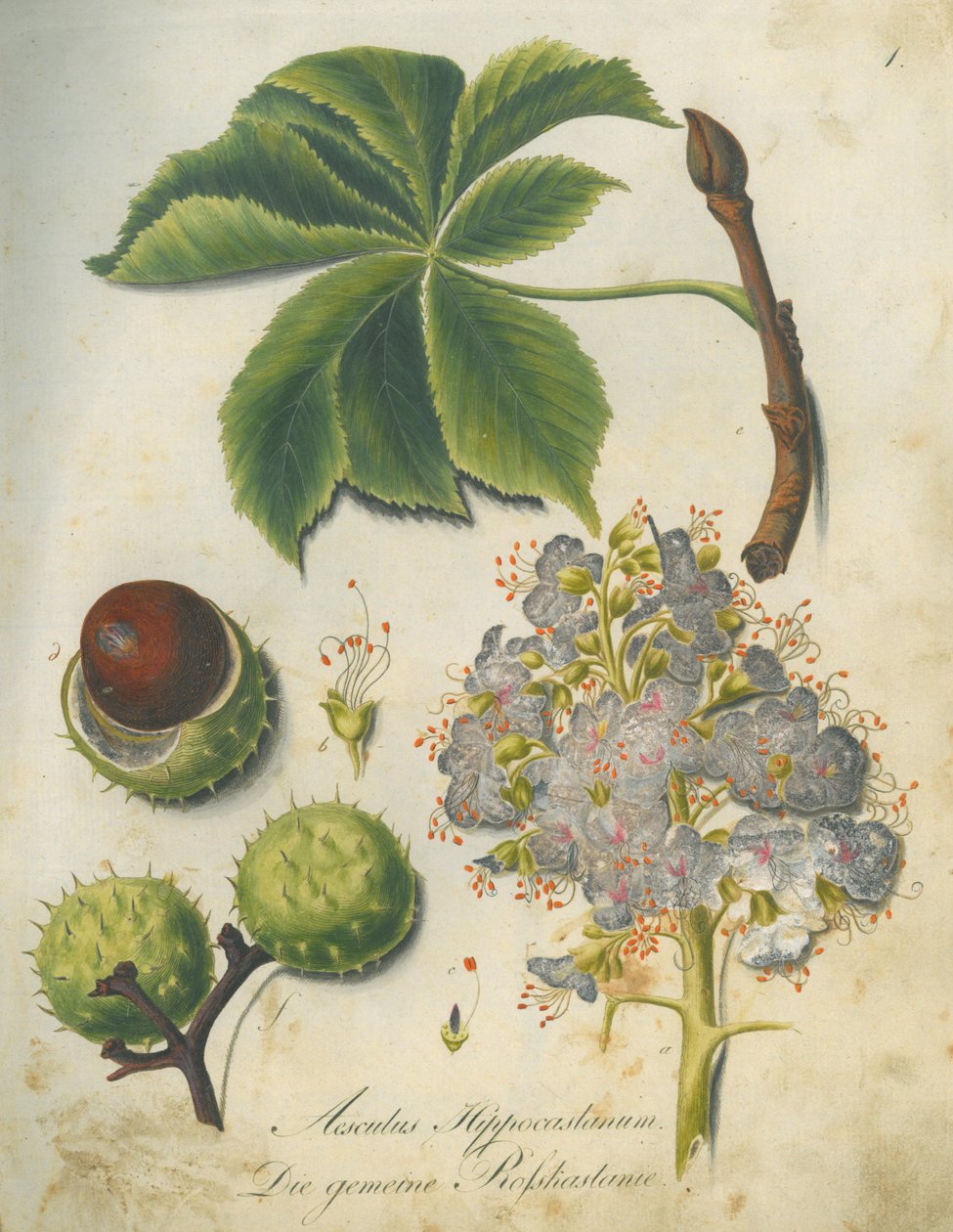 Ippocastano (Aesculus hippocastanum) da G.F. Abel I. D. Reiter