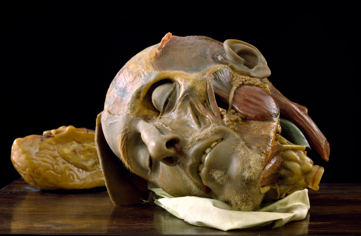 Modello anatomico della testa di un vecchio da Gaetano Giulio Zumbo