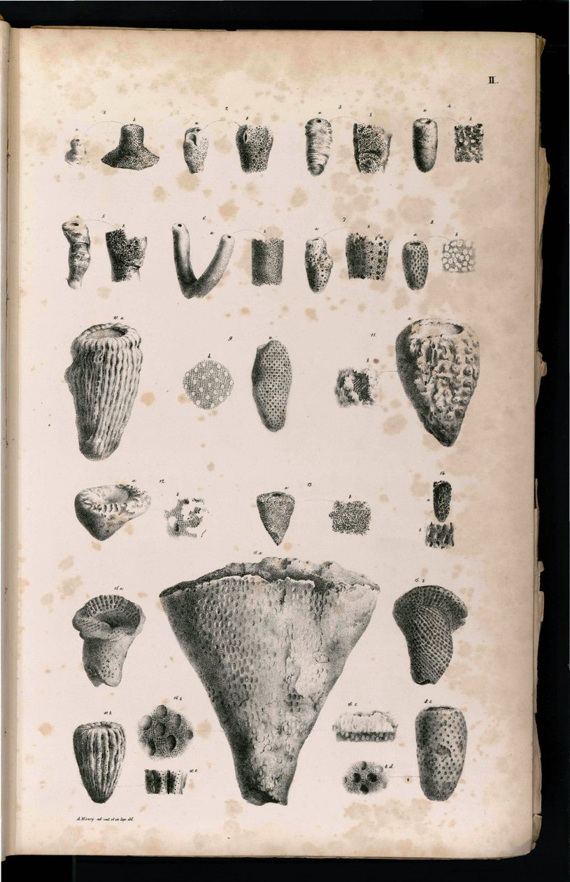 Tavolo da Georg August Goldfuß