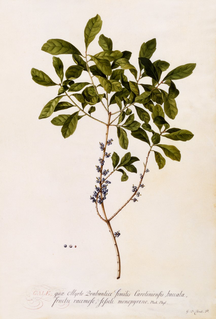 Alloro o mirto, c.1746 da Georg Dionysius Ehret