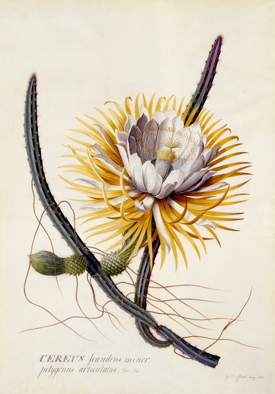 Cereus, Regina della Notte, c.1744 da Georg Dionysius Ehret
