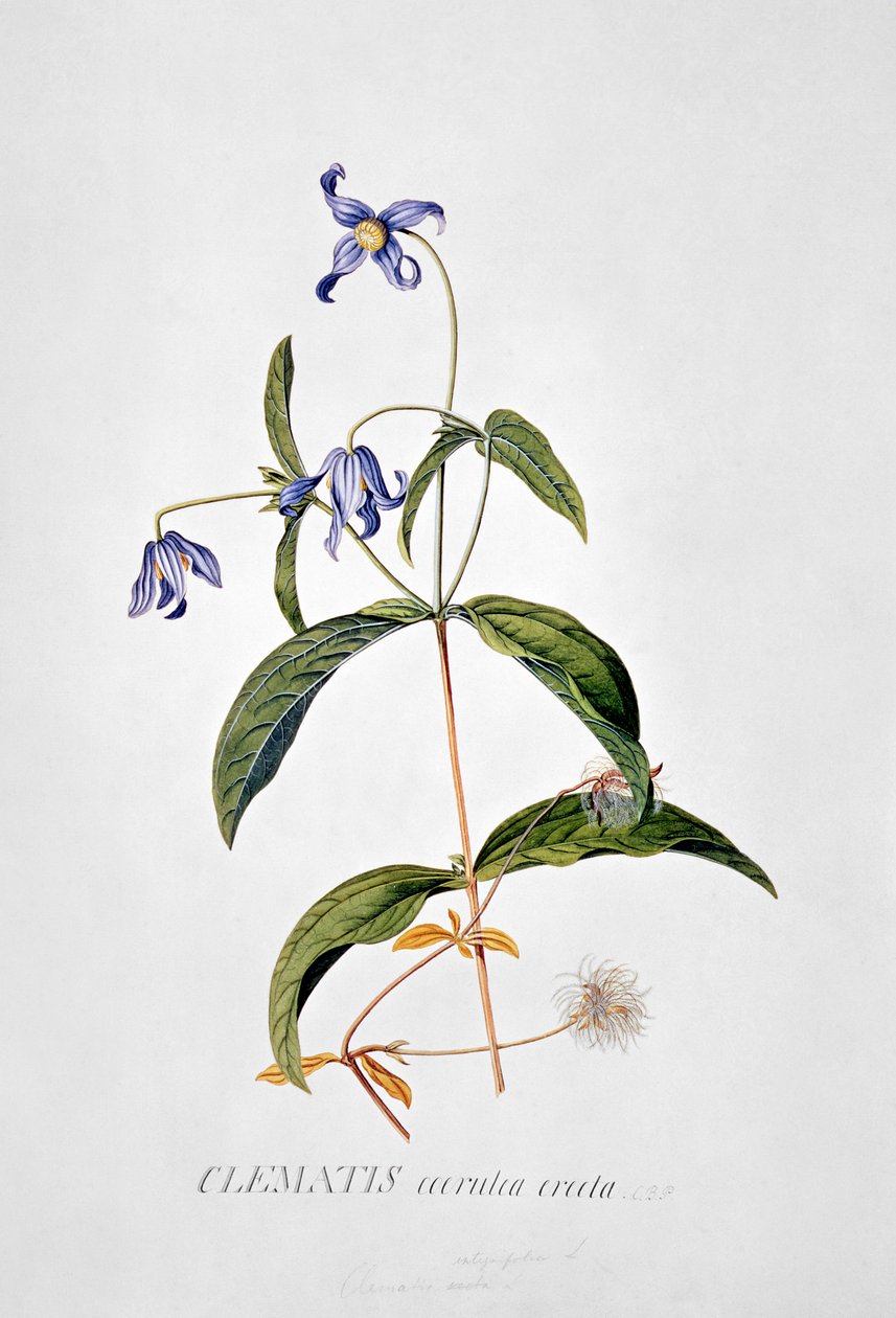 Clematide: Integrafolia da Georg Dionysius Ehret
