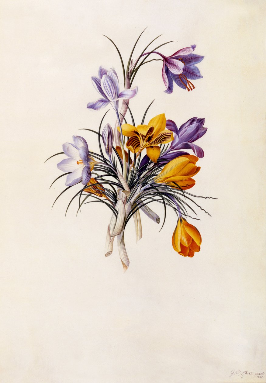 Crocus, c.1744 da Georg Dionysius Ehret
