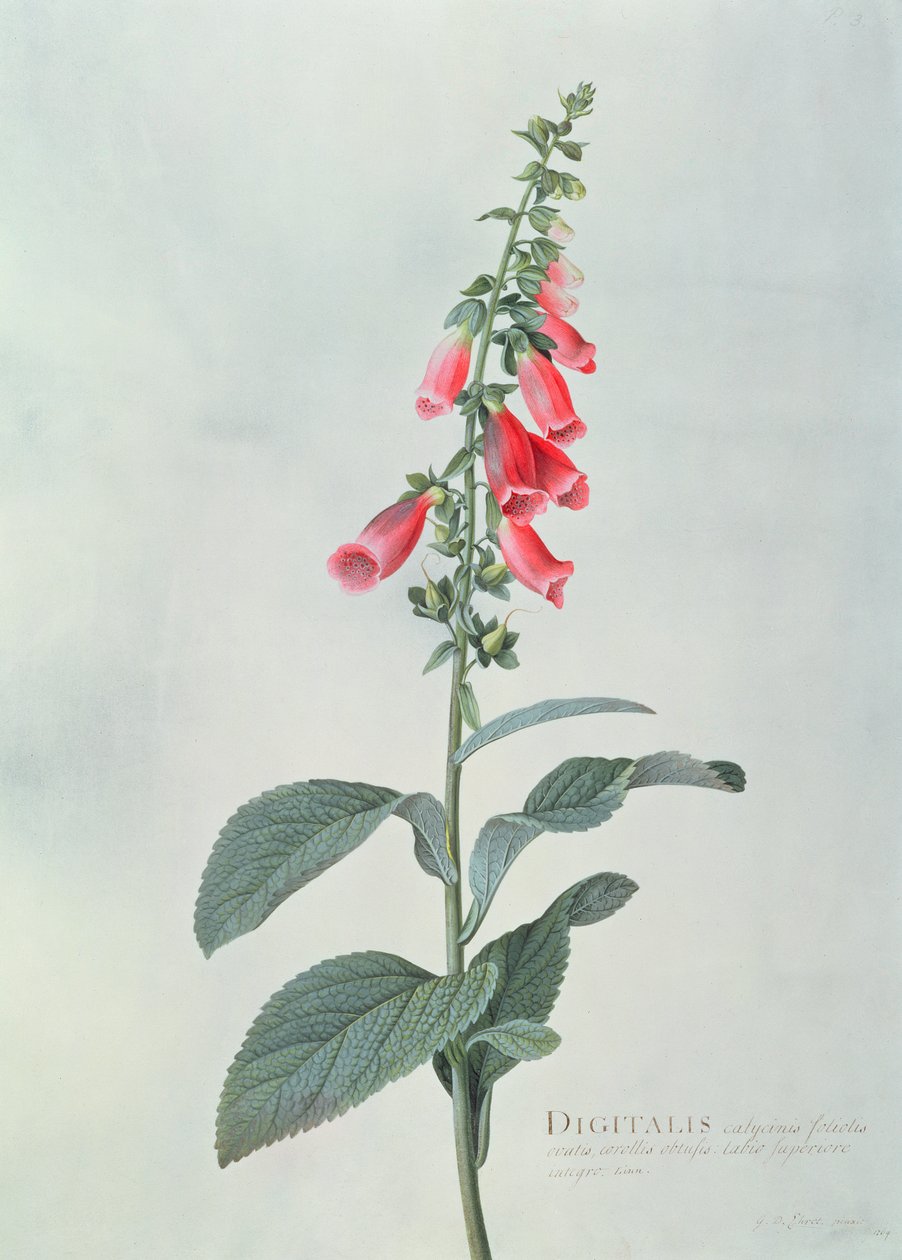 Digitalis purpurea (Digitale) da Georg Dionysius Ehret