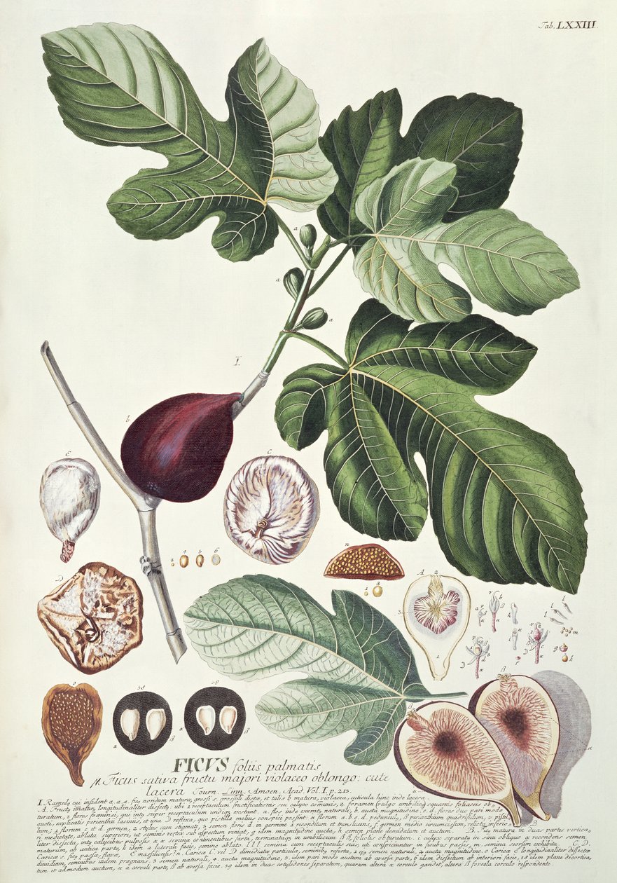 Ficus (Fico) da Georg Dionysius Ehret