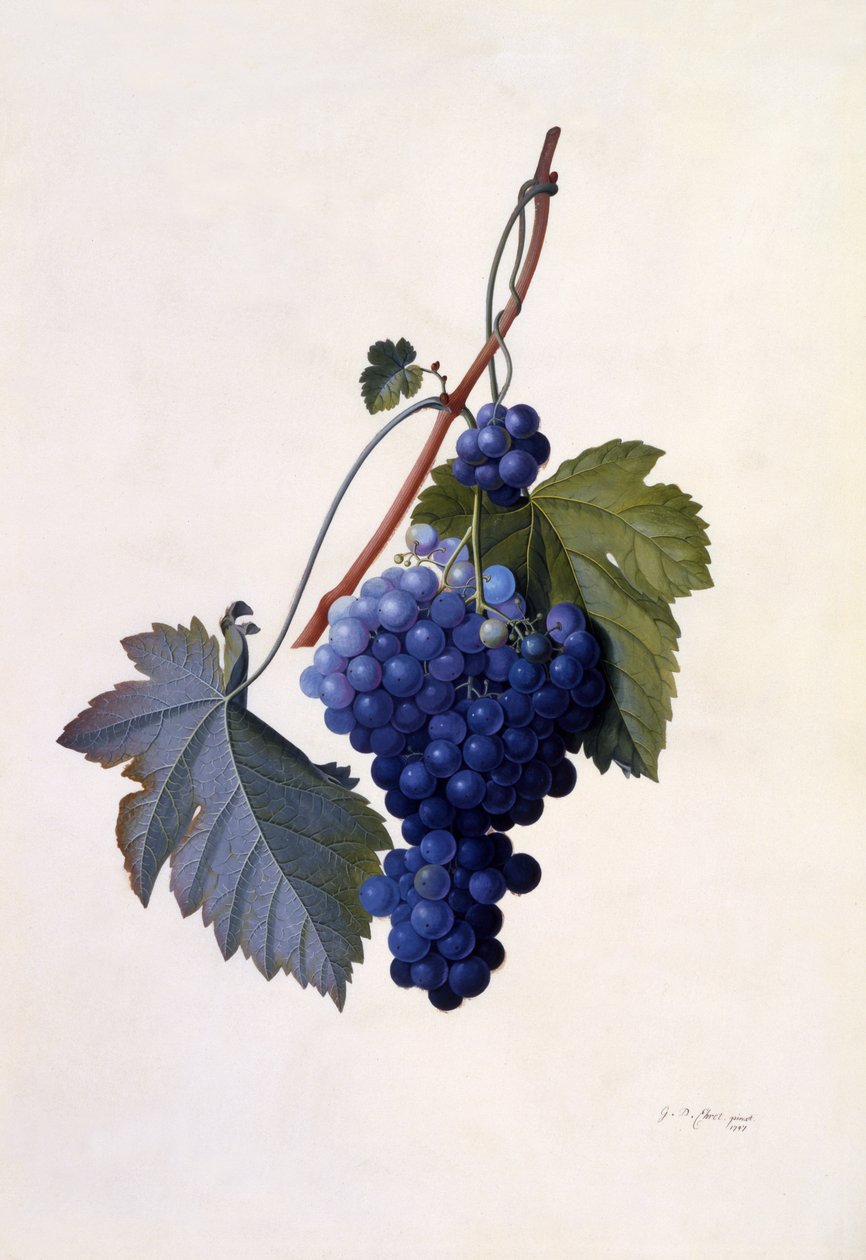 Uva, c.1747 da Georg Dionysius Ehret