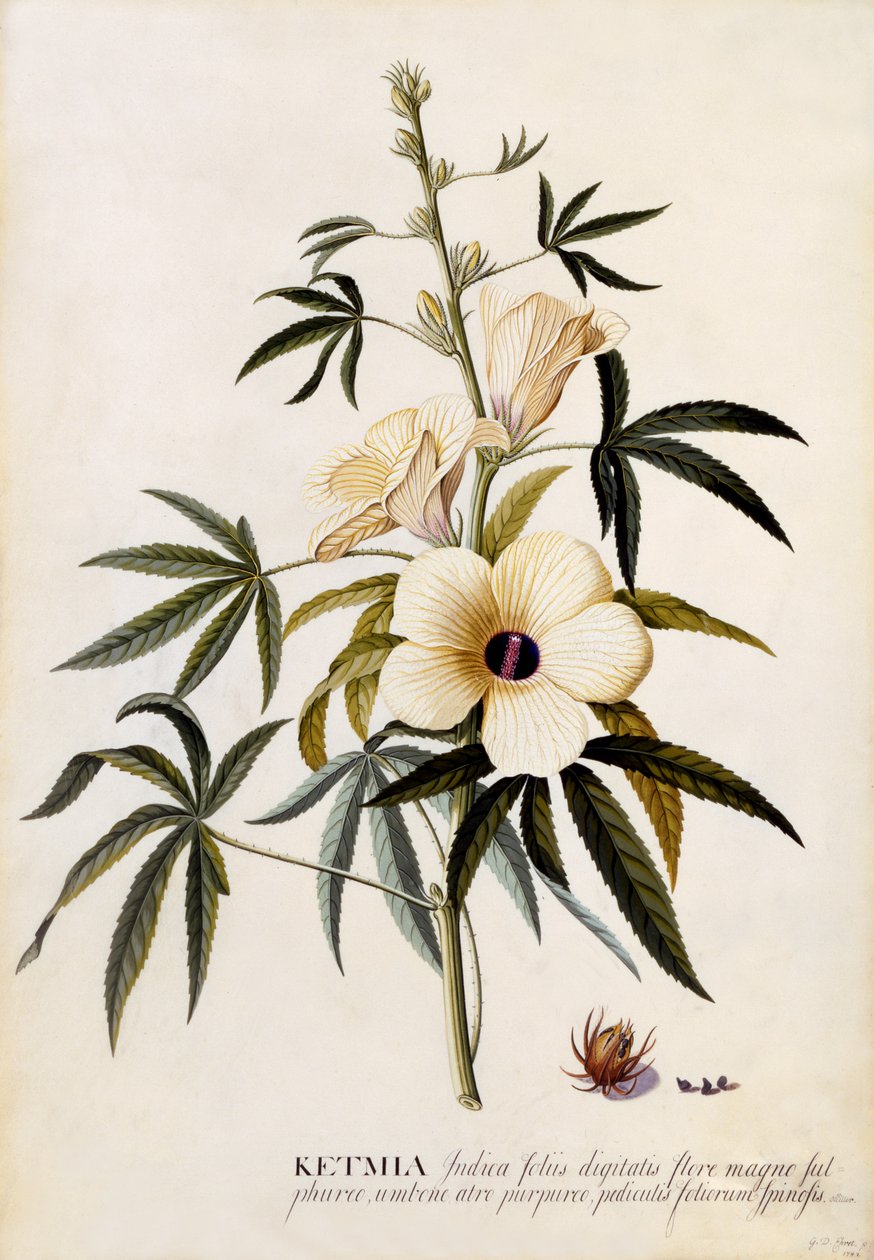 Ketmia, c.1742 da Georg Dionysius Ehret