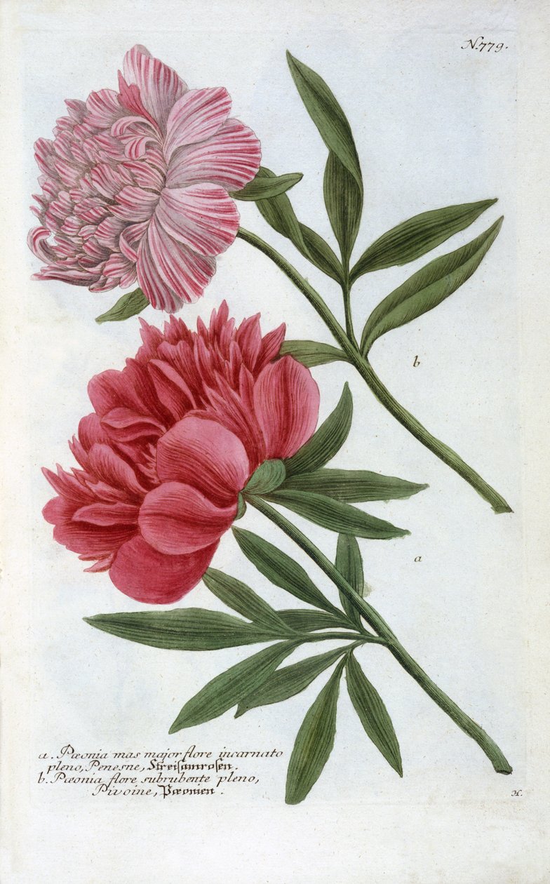 Peonia da 