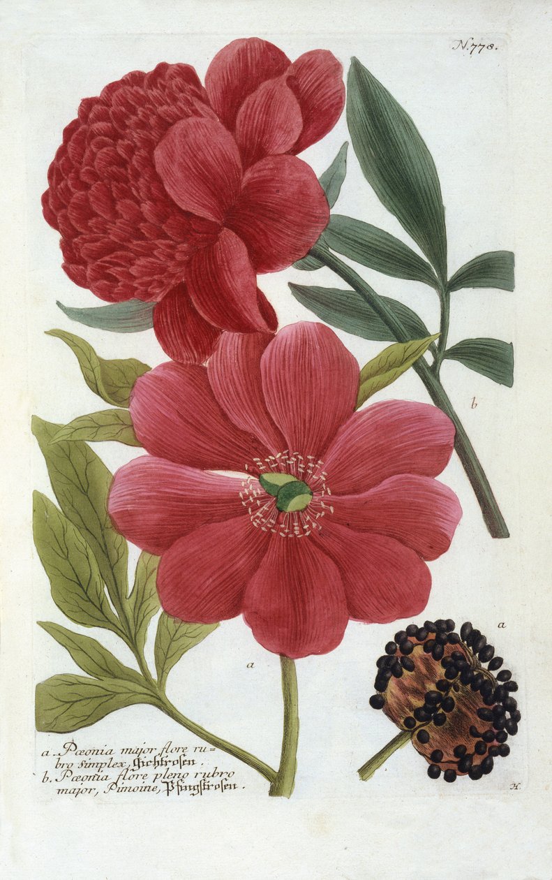 Peonia da 