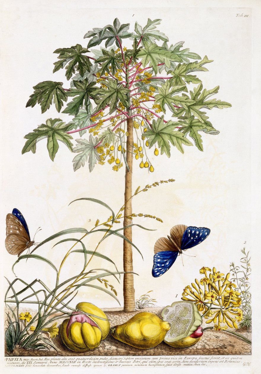 Papaya, c.1748 da Georg Dionysius Ehret