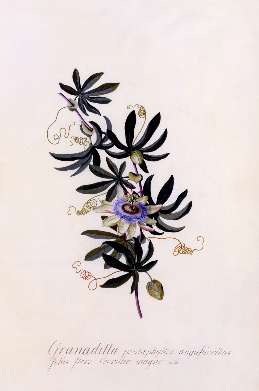 Passiflora Granadilla, c.1745 da Georg Dionysius Ehret