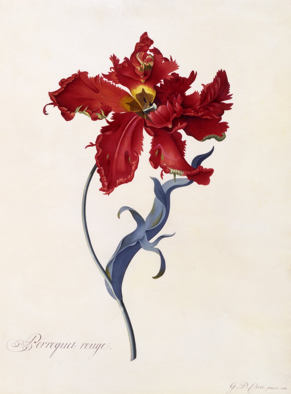 Pappagallo Rosso, c.1744 da Georg Dionysius Ehret