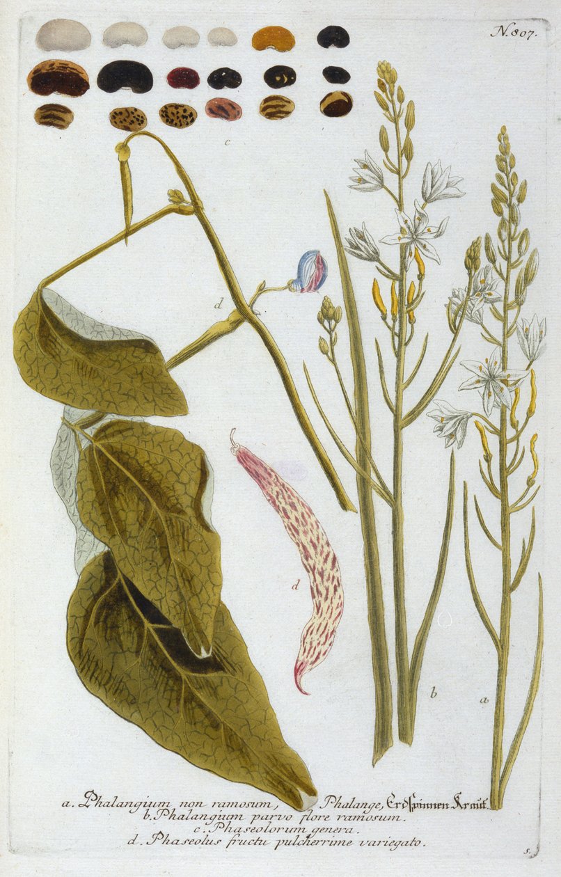 Phalangium da 