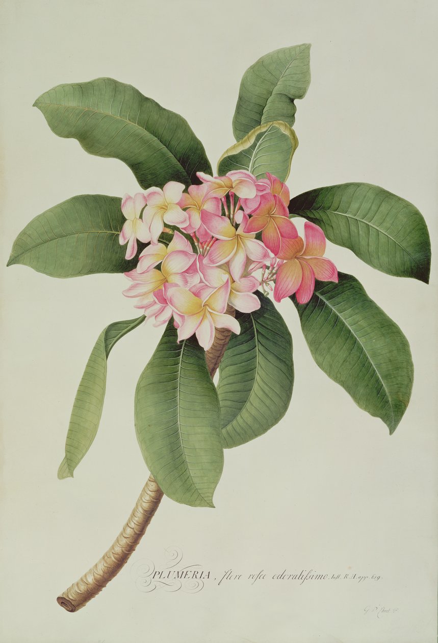 Plumeria da Georg Dionysius Ehret