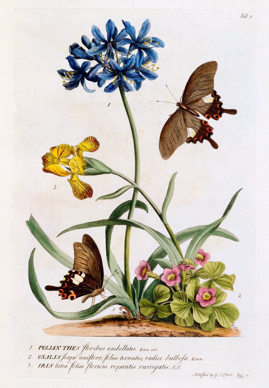 Polianthes, Oxalis e Iris, 1749 da Georg Dionysius Ehret
