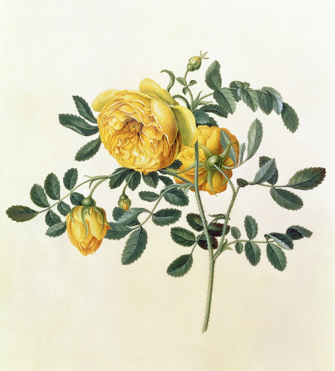 Rosa hemispherica, XVIII secolo da Georg Dionysius Ehret