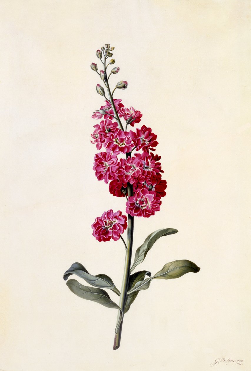 Stock, Matthiola incana, c.1746 da Georg Dionysius Ehret