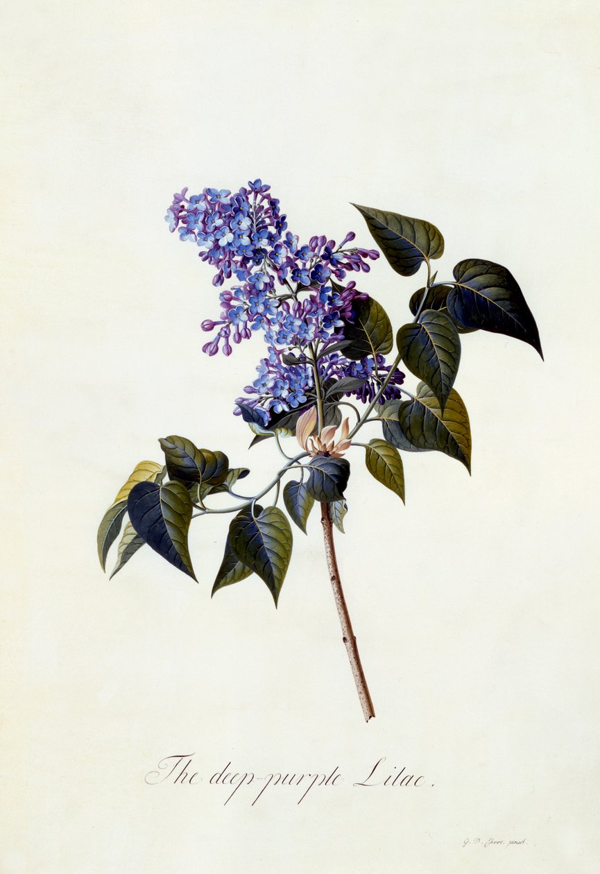 Il lillà viola scuro, c.1743 da Georg Dionysius Ehret