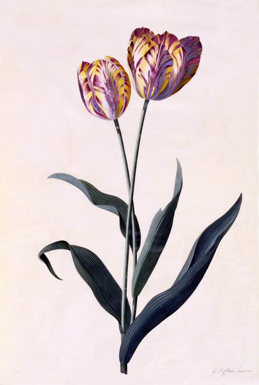 Tulipano, c.1744 da Georg Dionysius Ehret