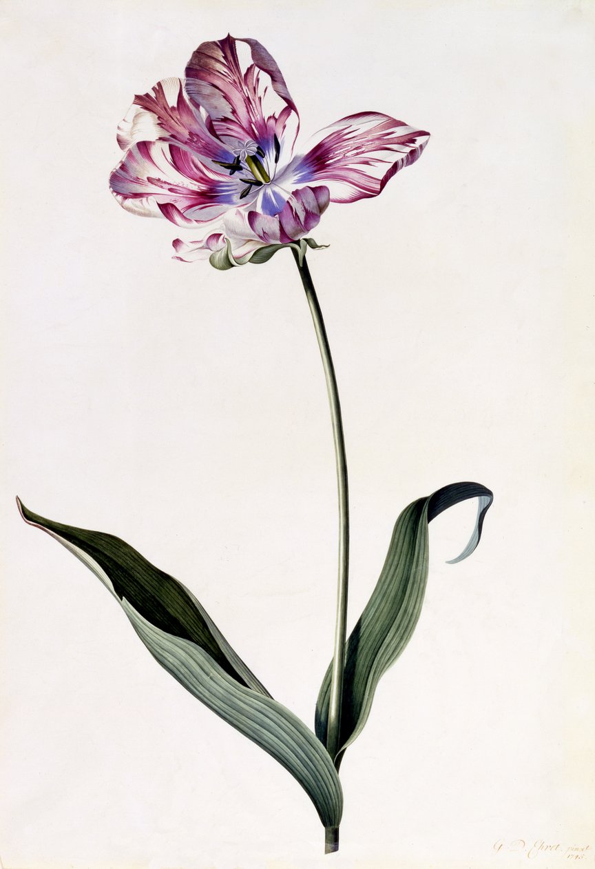 Tulipano, c.1745 da Georg Dionysius Ehret