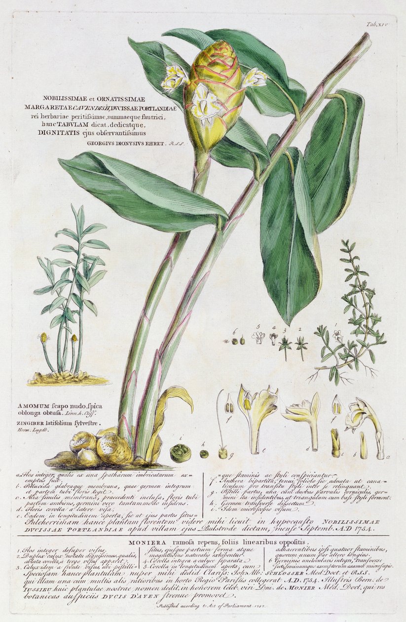 Zingiber latifolium e Amomum, 1754 da Georg Dionysius Ehret