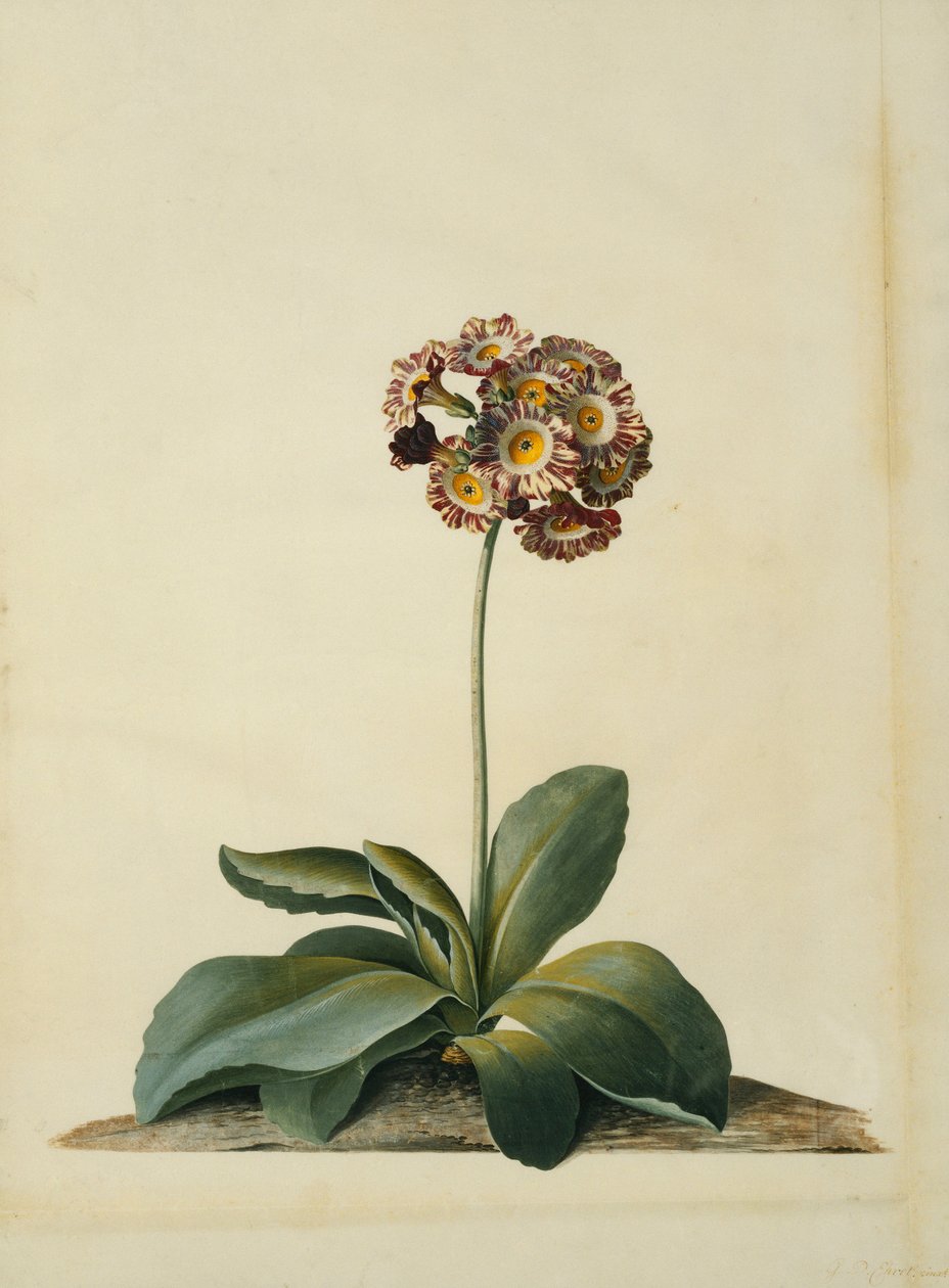 Una Primula Rosa Variegata da Georg Dionysius Ehret