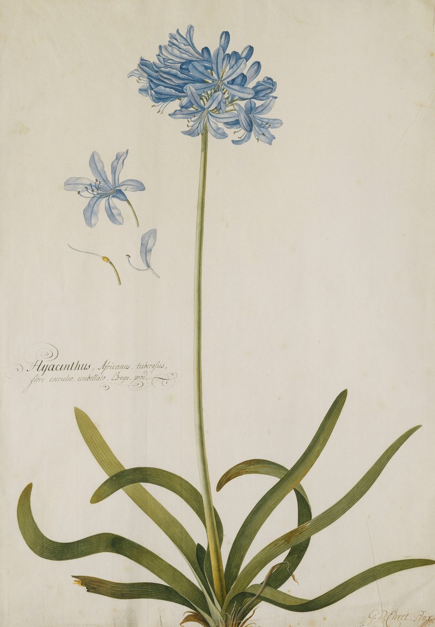 Agapanto da Georg Dionysius Ehret