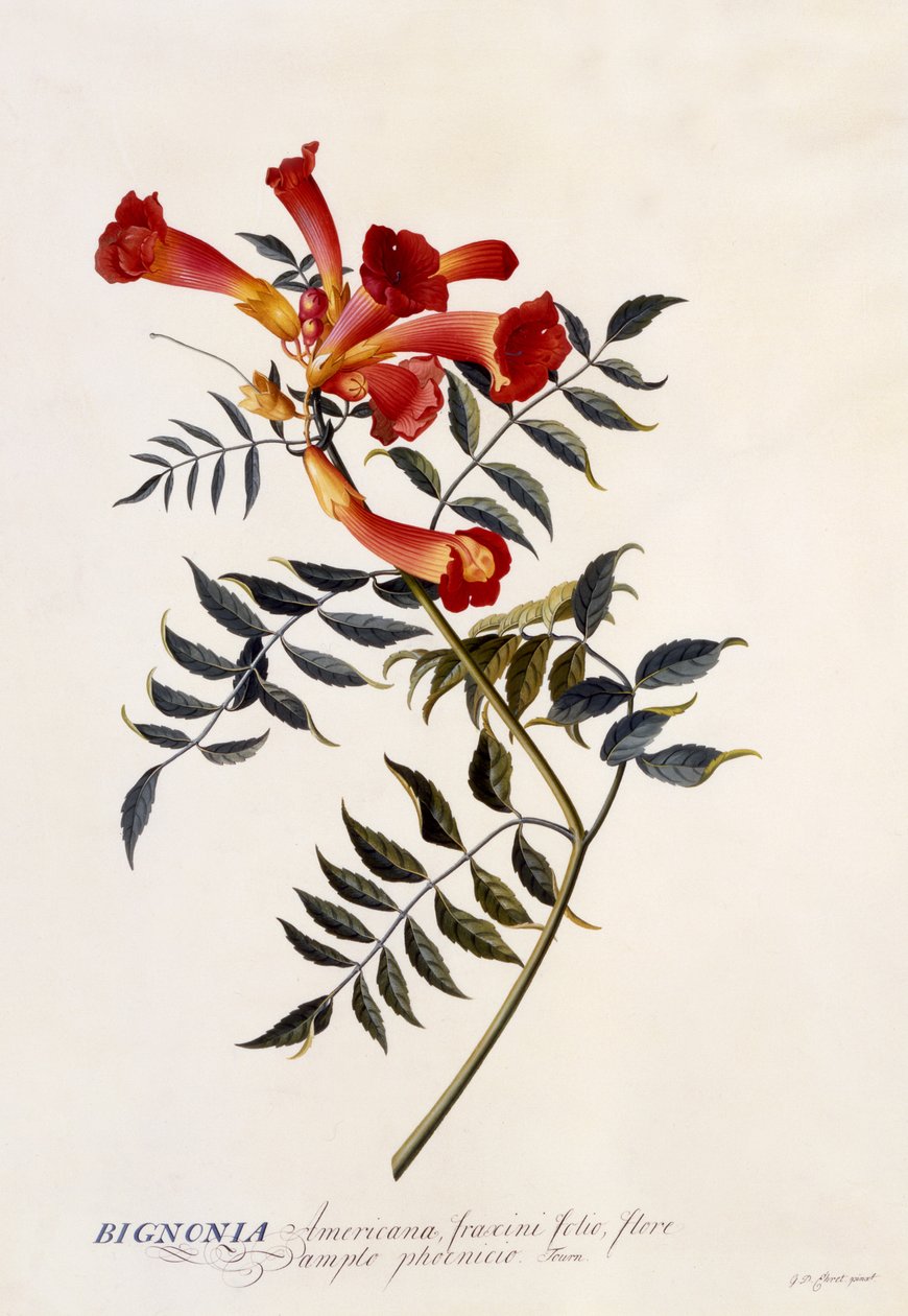 Bignonia Americana, c.1743 da Georg Dionysius Ehret