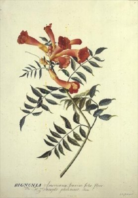 Bignonia americana, acquerello da Georg Dionysius Ehret