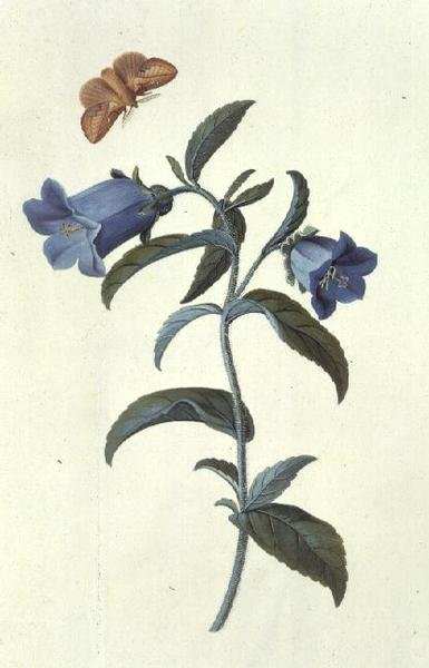 Campanula da Georg Dionysius Ehret