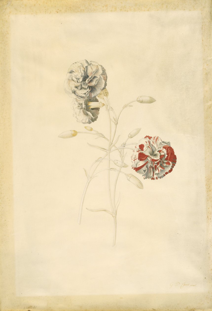 Garofani da Georg Dionysius Ehret