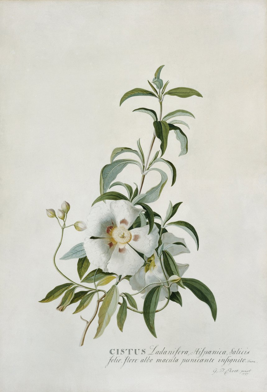 Cisto da Georg Dionysius Ehret