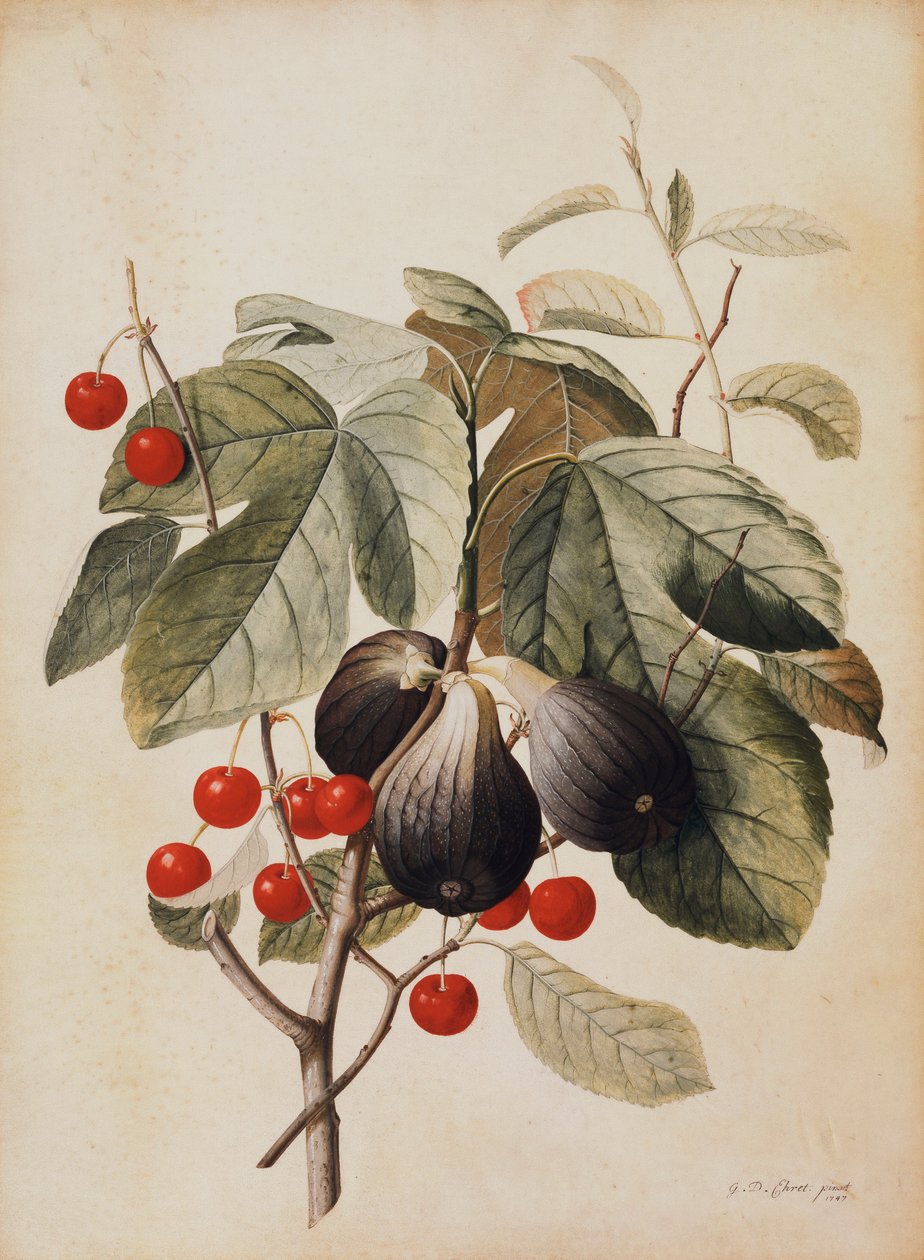 Fichi e ciliegie, 1747 da Georg Dionysius Ehret