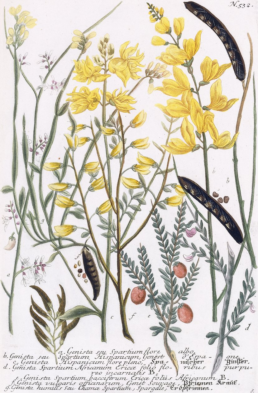 Genista da Georg Dionysius Ehret