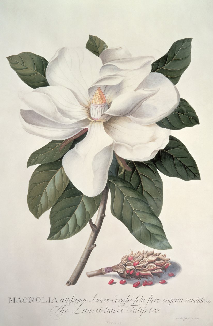 Magnolia da Georg Dionysius Ehret