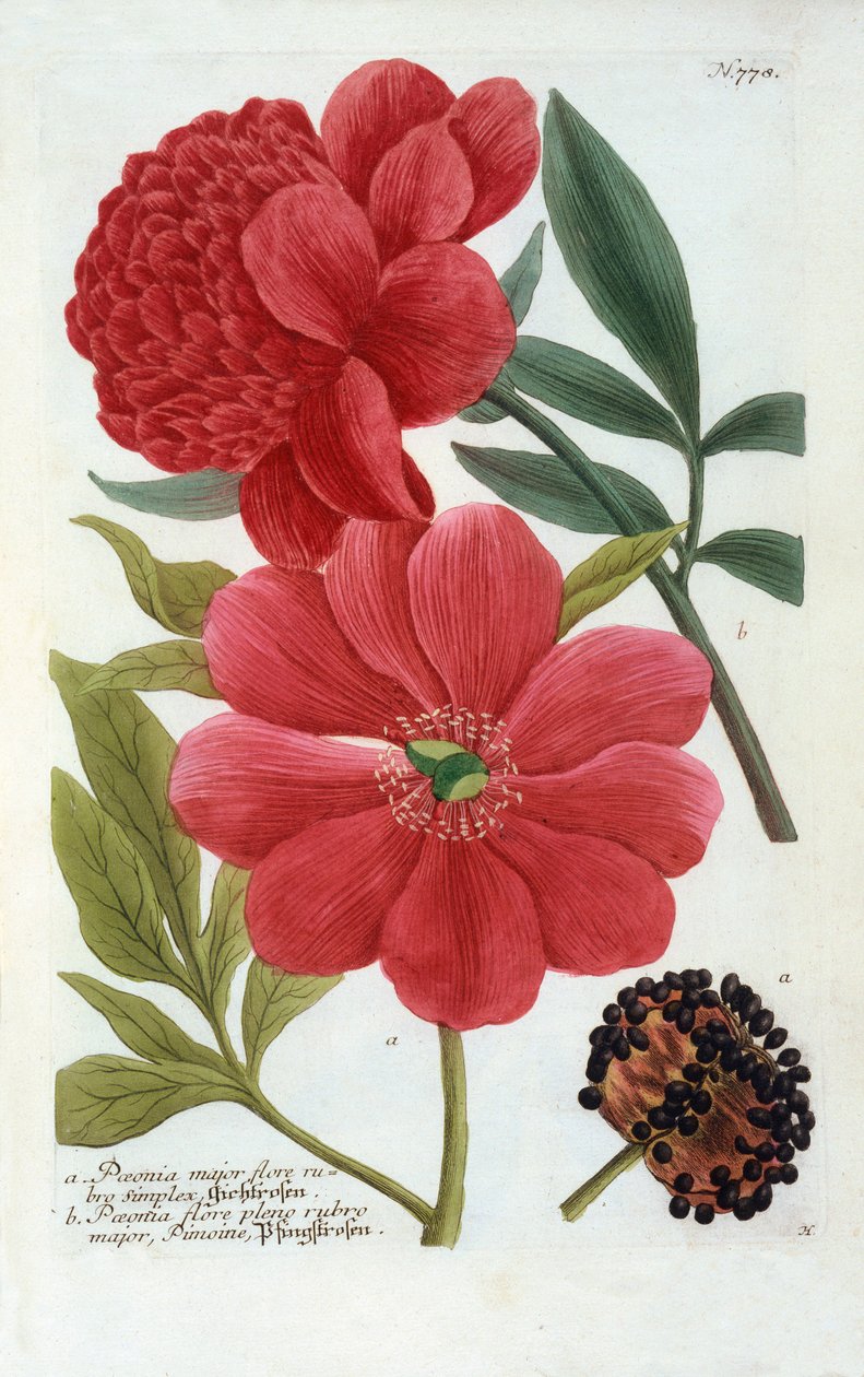 Peonia, incisione colorata a mano da "Georg Dionysius Ehret