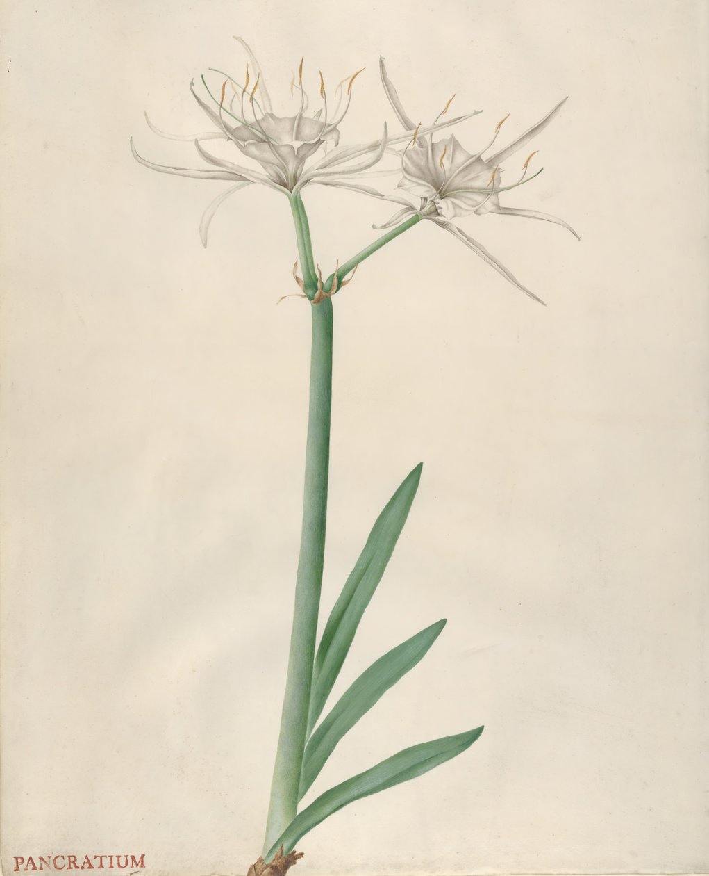 Pancratium, 1738-70 da Georg Dionysius Ehret