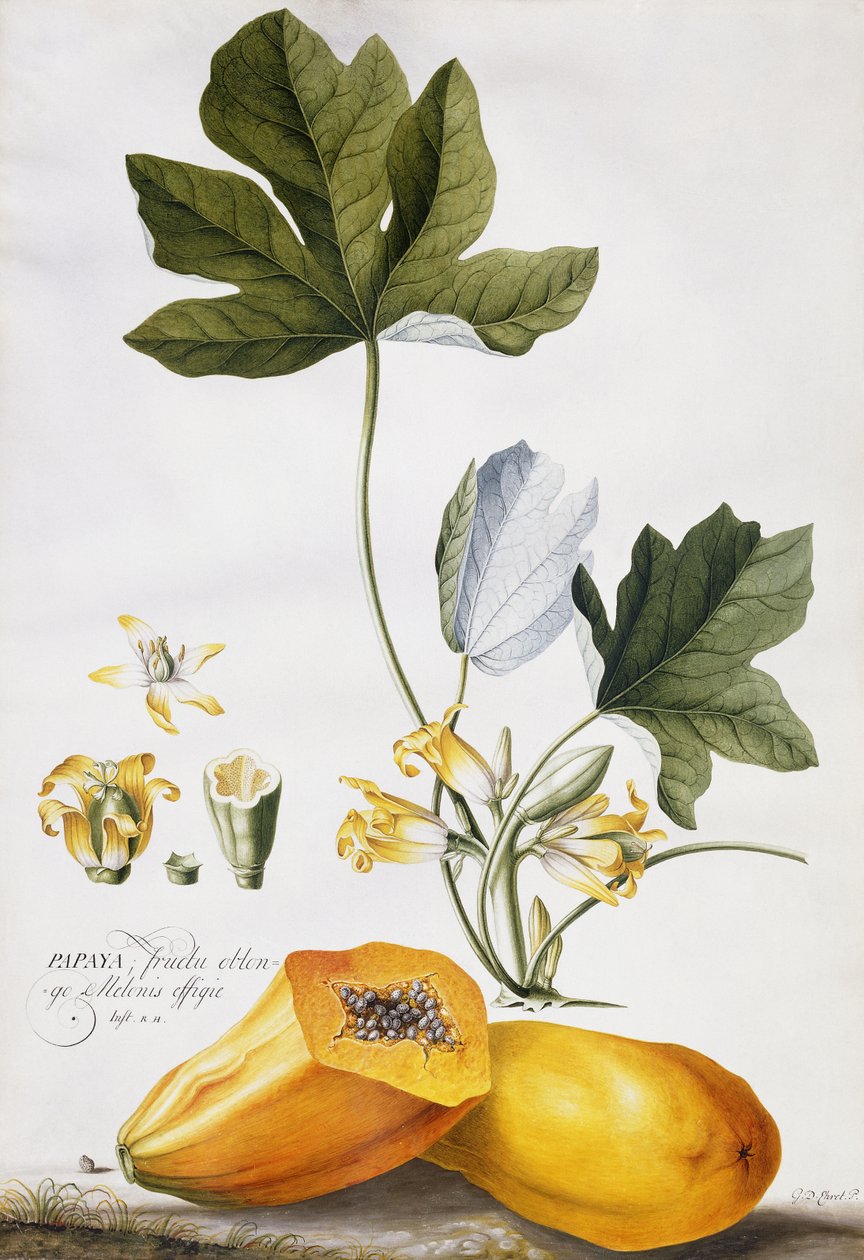 Papaya da Georg Dionysius Ehret