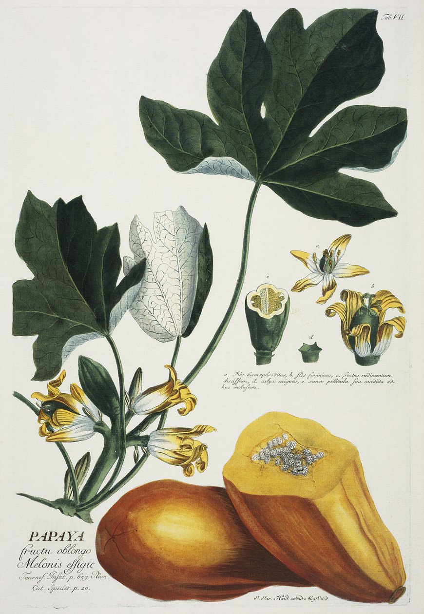 Papaya da Georg Dionysius Ehret