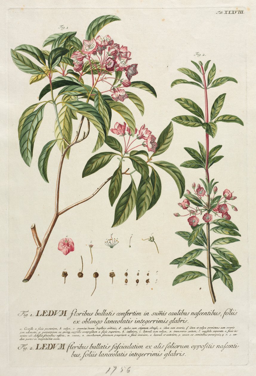 Plantae Selectae: No. 38 da Georg Dionysius Ehret