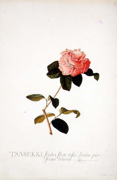 Rosa Tsabekki da Georg Dionysius Ehret