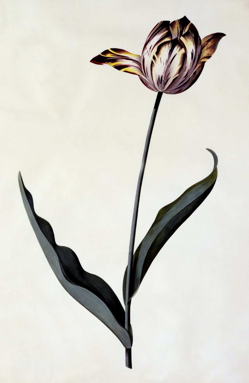 Tulipano, c.1745 (incisione colorata a mano) da Georg Dionysius Ehret