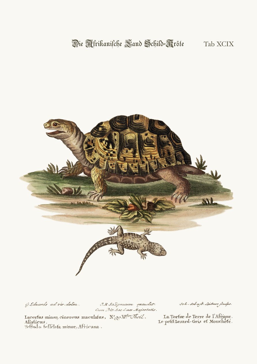La tartaruga terrestre africana. La piccola lucertola grigia maculata, 1749-73 da George Edwards