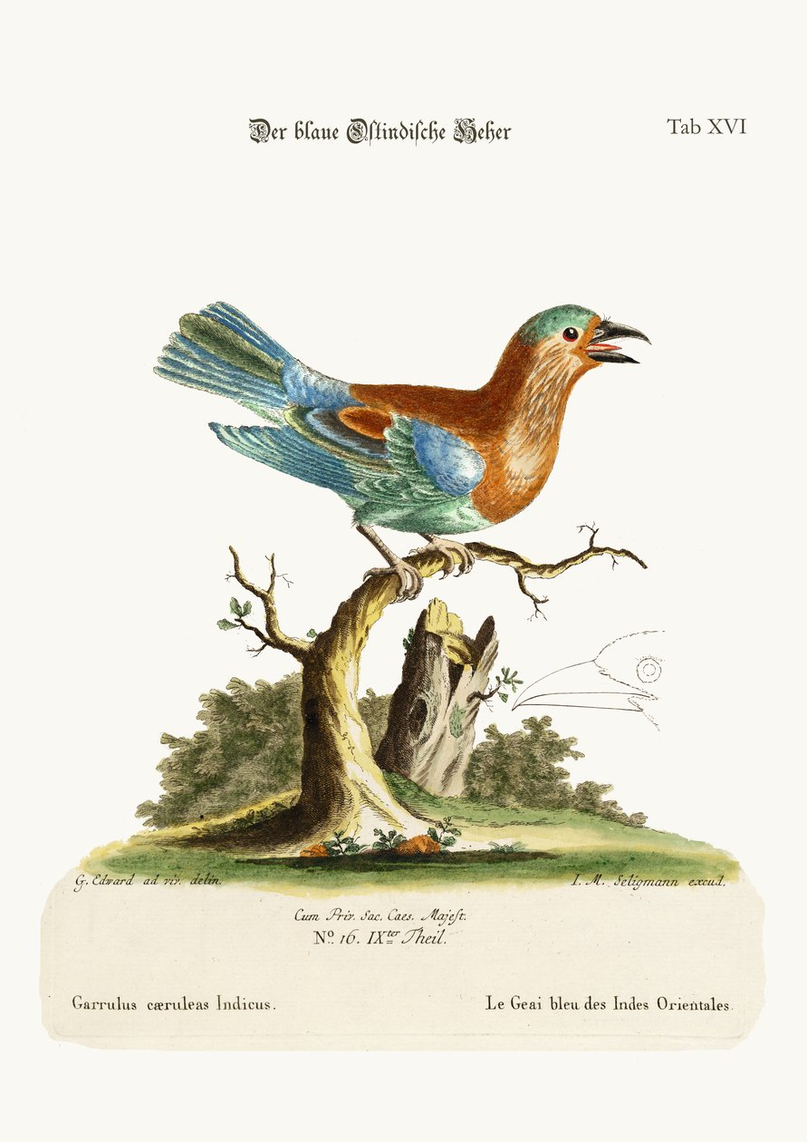 Il ghiandaia blu dalle Indie Orientali, 1749-73 da George Edwards
