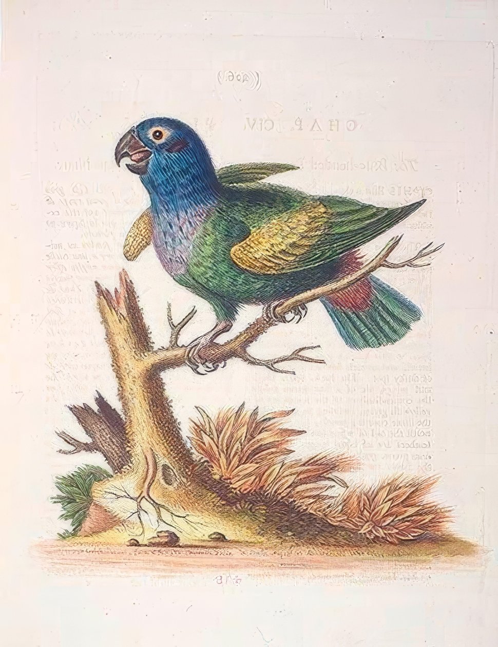 Il pappagallo dalla testa blu / Le Perroquet bleu da George Edwards