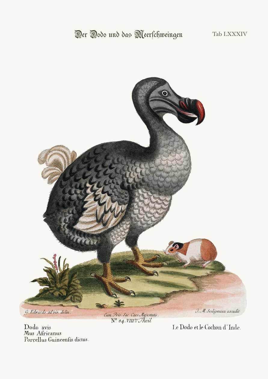 Il Dodo e il Porcellino d