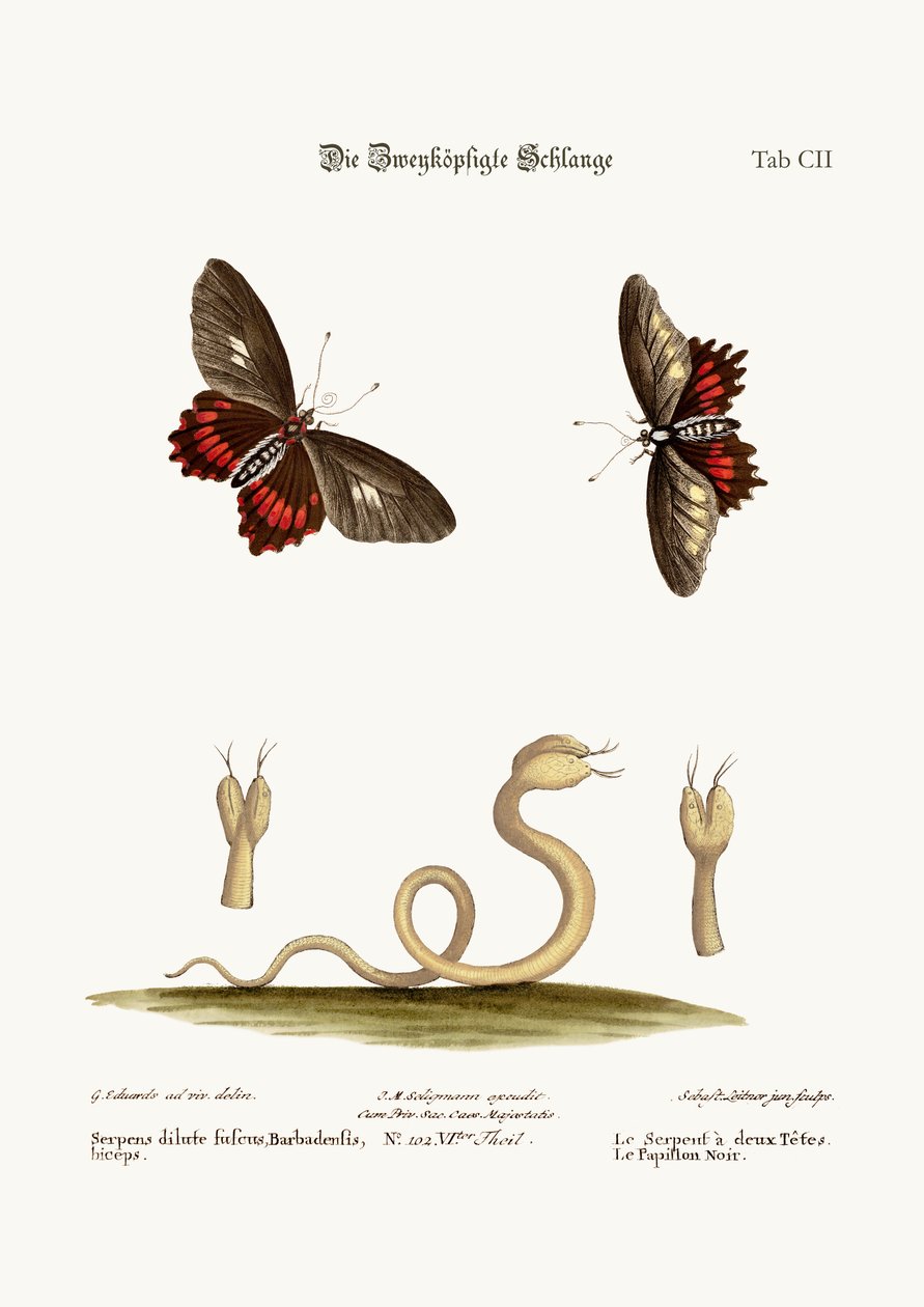 Il serpente a due teste. Le farfalle nere, 1749-73 da George Edwards