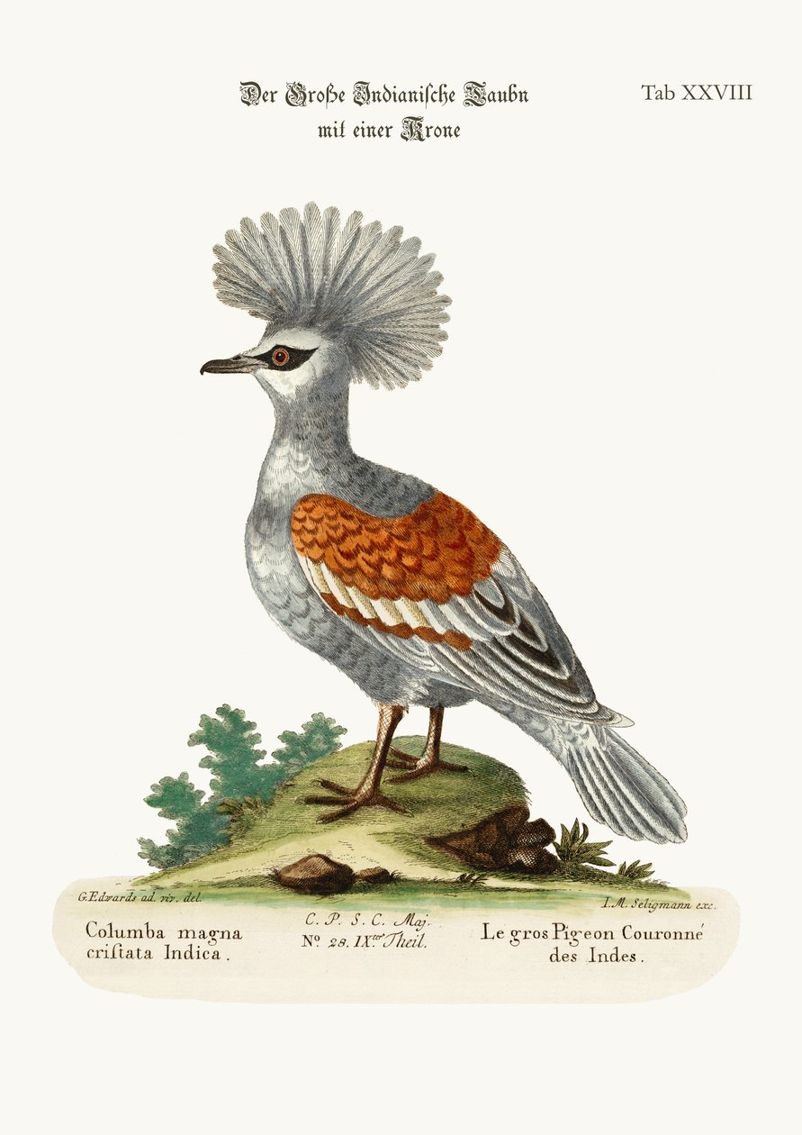Il grande piccione indiano incoronato, 1749-73 da George Edwards
