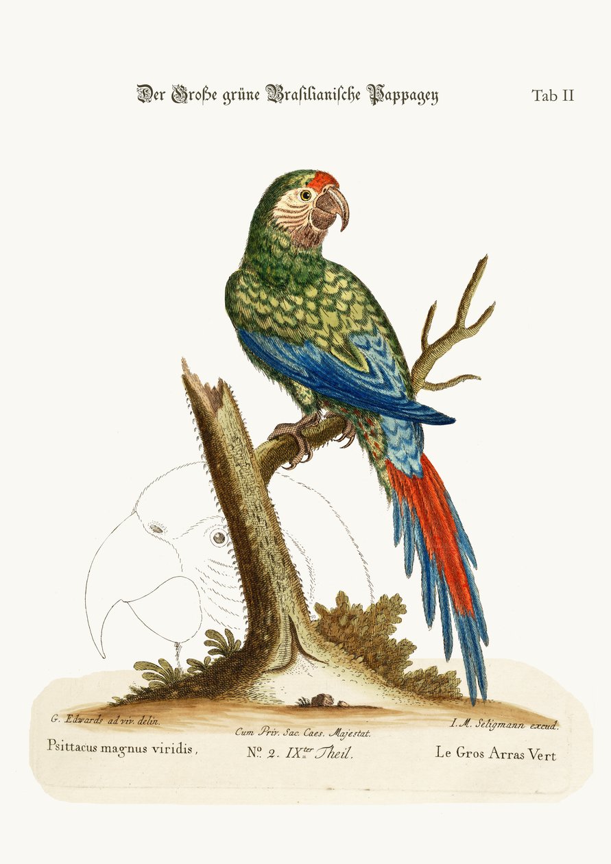 Il grande ara verde, 1749-73 da George Edwards