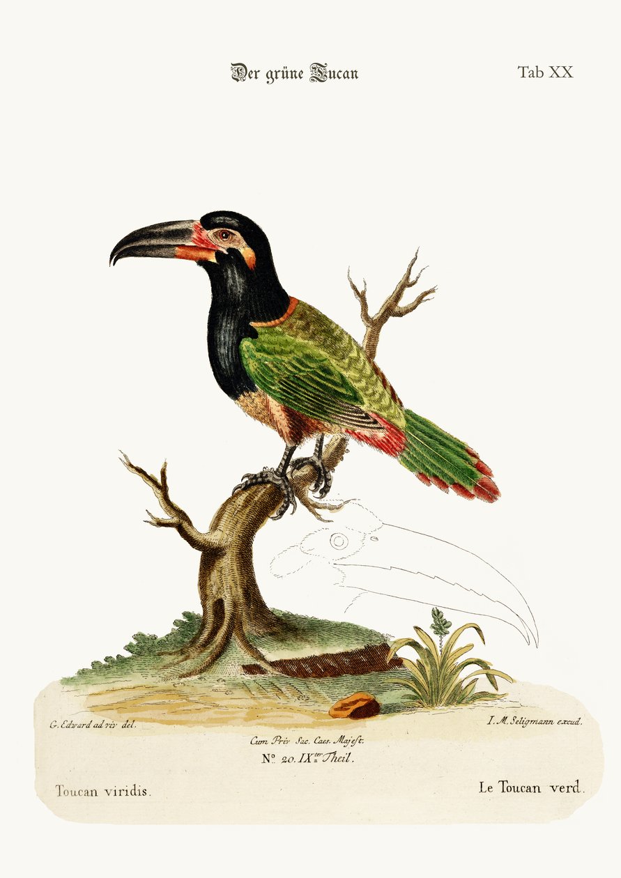 Il tucano verde, 1749-73 da George Edwards